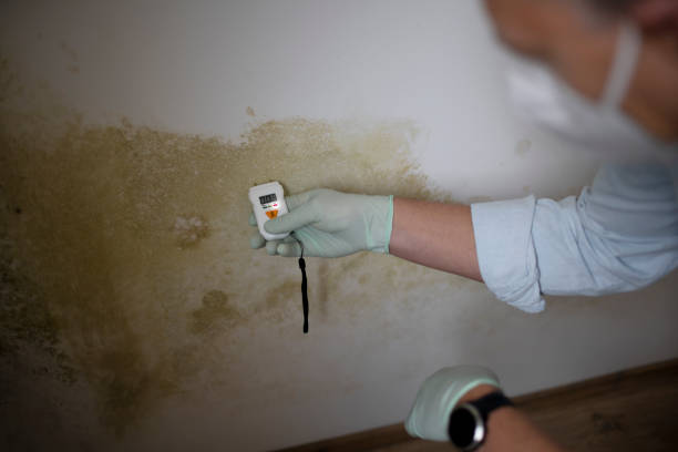 Best Toxic Mold Removal  in Shreveport, LA