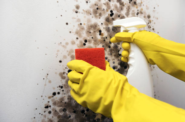 Best Crawl Space Mold Removal  in Shreveport, LA
