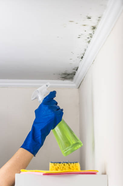 Best Mold Removal Process  in Shreveport, LA